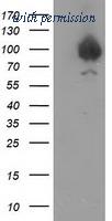 OriGene TA502313AM image 1