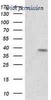 OriGene TA502315AM image 1