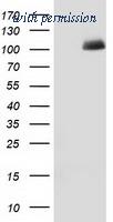 OriGene TA502318AM image 1
