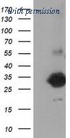 OriGene TA502345AM image 1