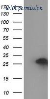 OriGene TA502346AM image 1