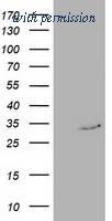 OriGene TA502347AM image 1