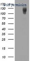 OriGene TA502349AM image 1