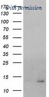OriGene TA502350AM image 1
