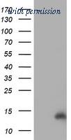 OriGene TA502372AM image 1