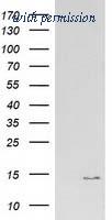 OriGene TA502388AM image 1