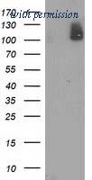 OriGene TA502389BM image 1