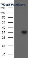 OriGene TA502393BM image 1