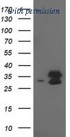 OriGene TA502403BM image 1
