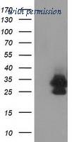 OriGene TA502404BM image 1