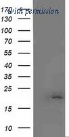 OriGene TA502424BM image 1
