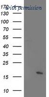 OriGene TA502428AM image 1