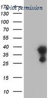 OriGene TA502431BM image 1