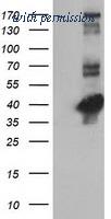 OriGene TA502442AM image 1