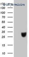 OriGene TA502445BM image 1