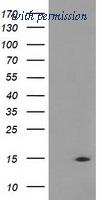 OriGene TA502446AM image 1
