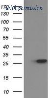 OriGene TA502450AM image 1