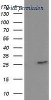 OriGene TA502451AM image 1