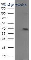 OriGene TA502453AM image 1