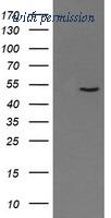 OriGene TA502458AM image 1