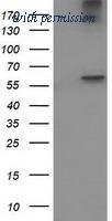 OriGene TA502462AM image 1