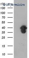 OriGene TA502472AM image 1