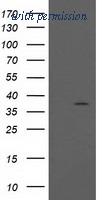 OriGene TA502474AM image 1