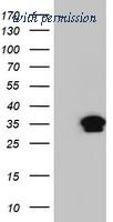 OriGene TA502475AM image 1