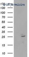 OriGene TA502490AM image 1