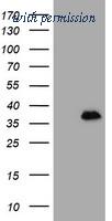 OriGene TA502493AM image 1