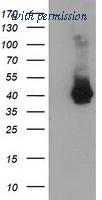 OriGene TA502494AM image 1