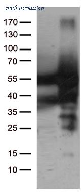 OriGene TA502496BM image 1