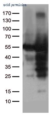 OriGene TA502497AM image 1