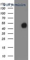 OriGene TA502500AM image 1