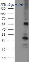 OriGene TA502501BM image 1