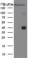 OriGene TA502528AM image 1