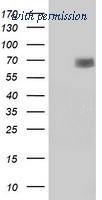 OriGene TA502530AM image 1