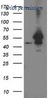OriGene TA502531AM image 1