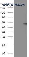 OriGene TA502533AM image 1