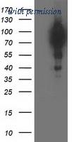 OriGene TA502536AM image 1