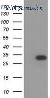 OriGene TA502537AM image 1