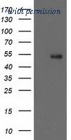 OriGene TA502542AM image 1