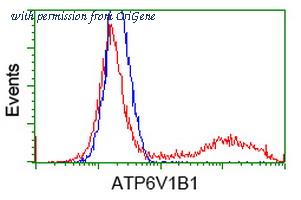 OriGene TA502550BM image 1