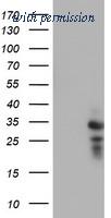 OriGene TA502555AM image 1