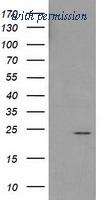 OriGene TA502557AM image 1
