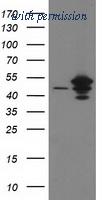 OriGene TA502591AM image 1