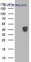 OriGene TA502593AM image 1