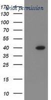 OriGene TA502595BM image 1