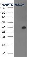 OriGene TA502597AM image 1