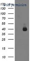 OriGene TA502600AM image 1